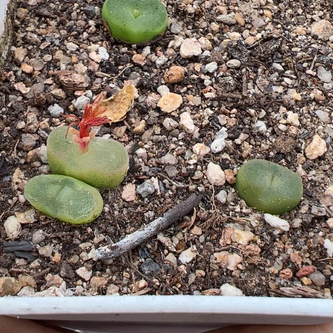 9.14好看的多肉脱土发货948