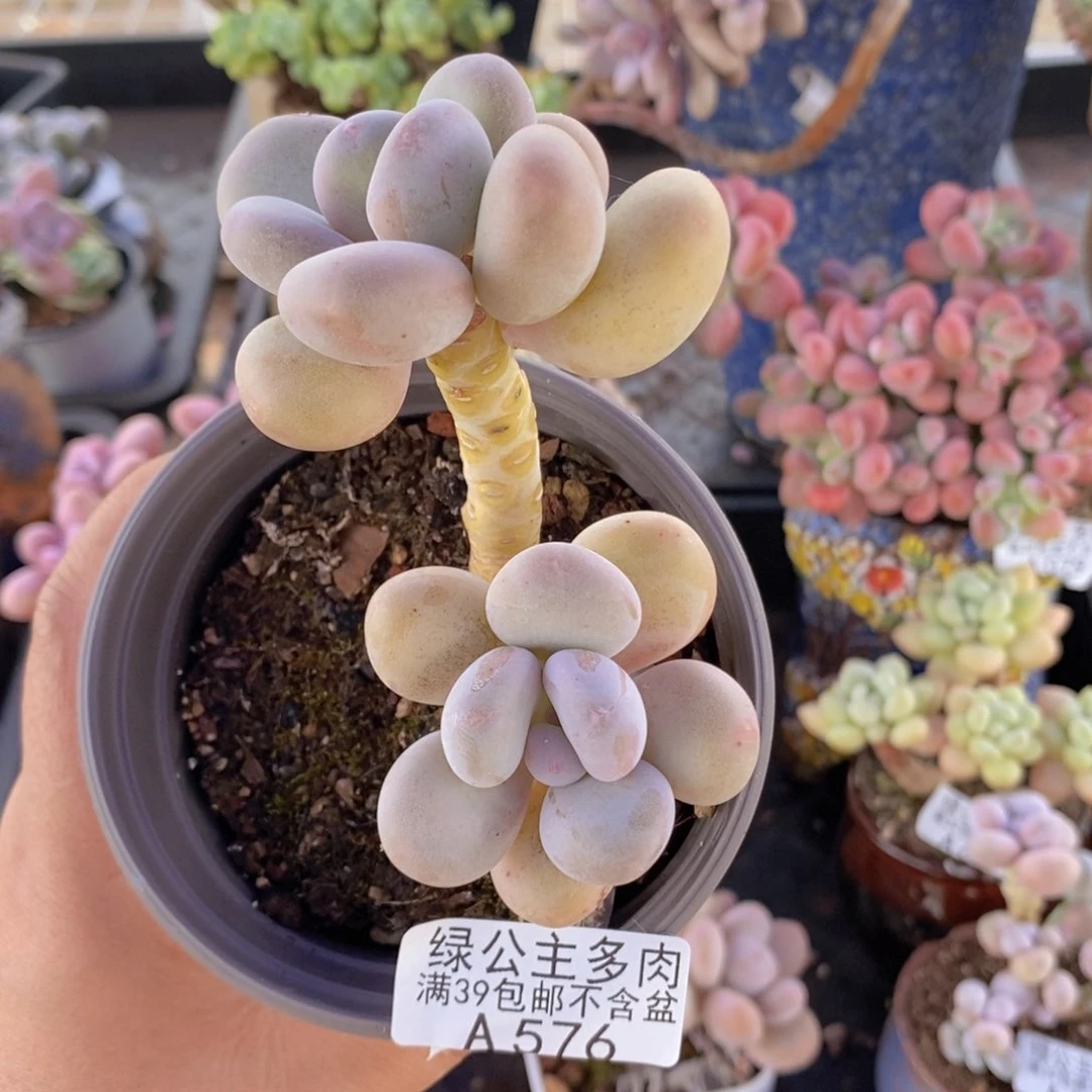 蛋黄奶老桩5cm576多肉植物
