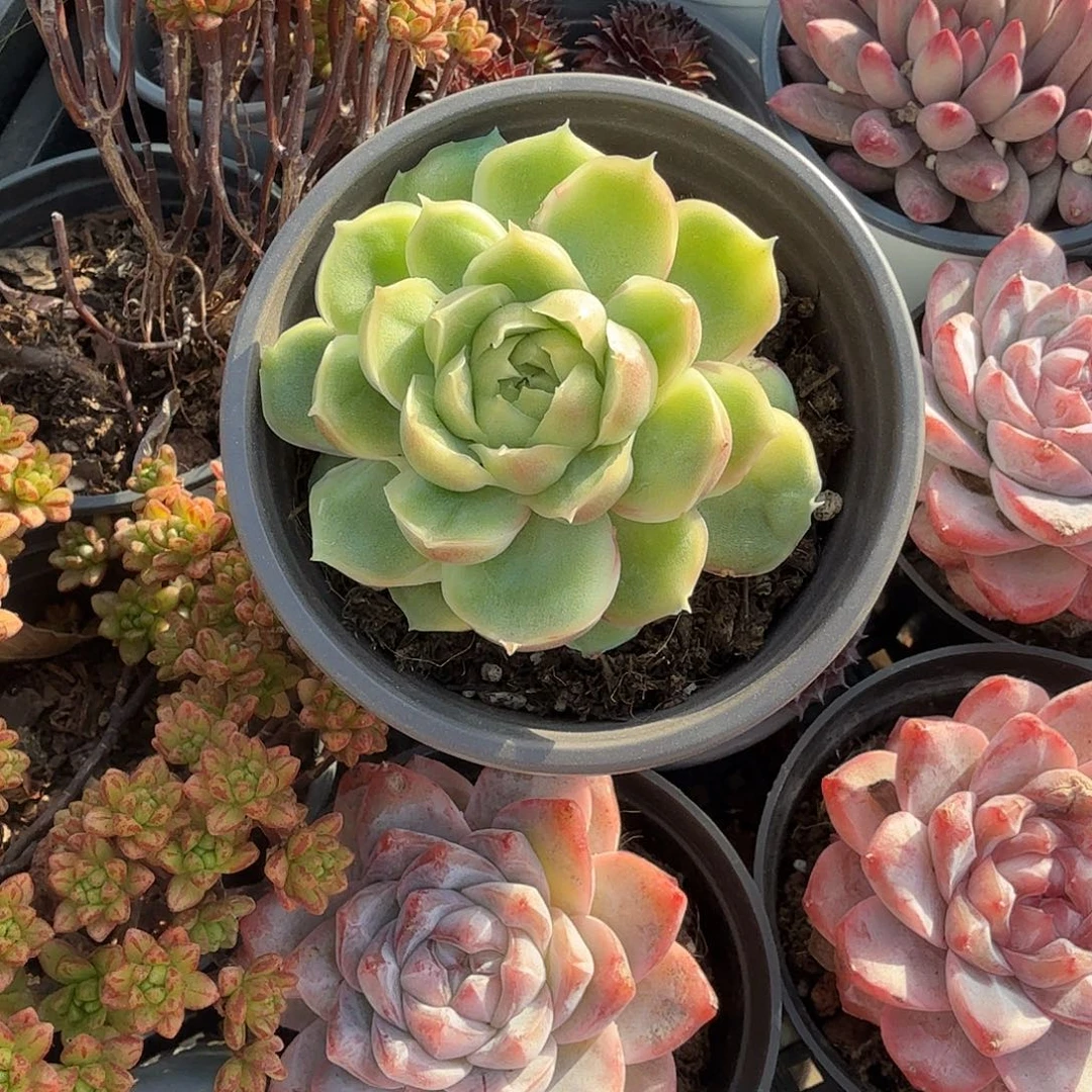 虾饺多肉植物精品