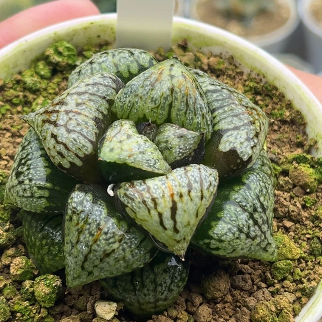 664蛹之子白银头家多肉十二卷