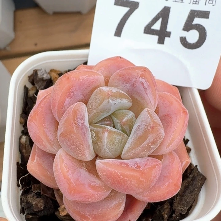 太妃糖开播福利            多肉植物