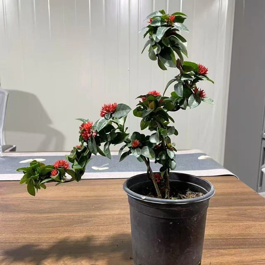 【精品桌面盆景】重瓣龙船花飘枝造型  改良品种