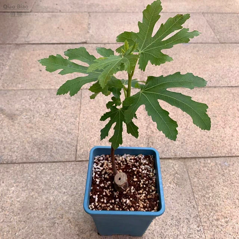 无花果苗波姬红 盆栽巴劳奈水果树地栽庭院阳台 带盆带土发货易活