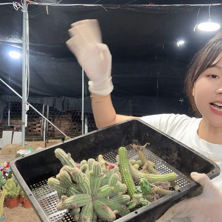 7号清货版（掉头掉崽不售后）