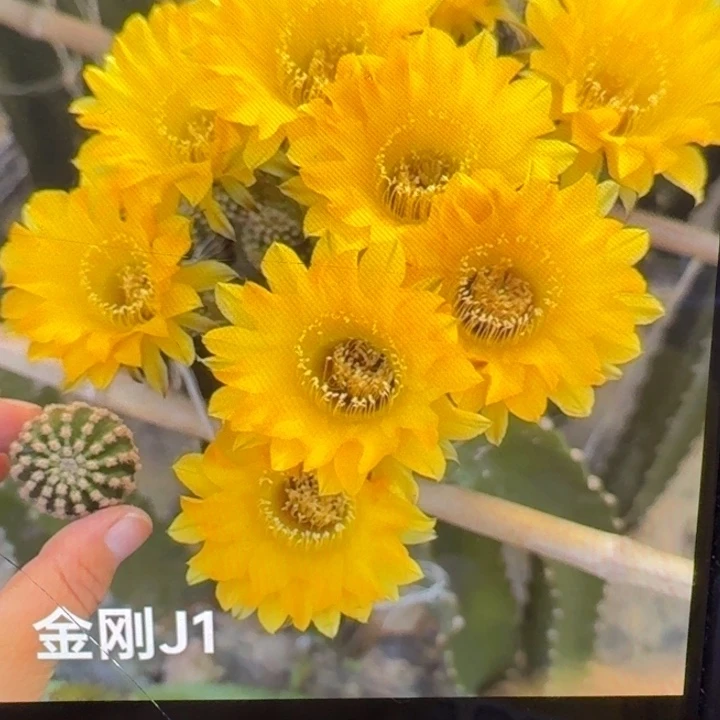 237金刚j1歪3公分左右无根侧牙，20包邮