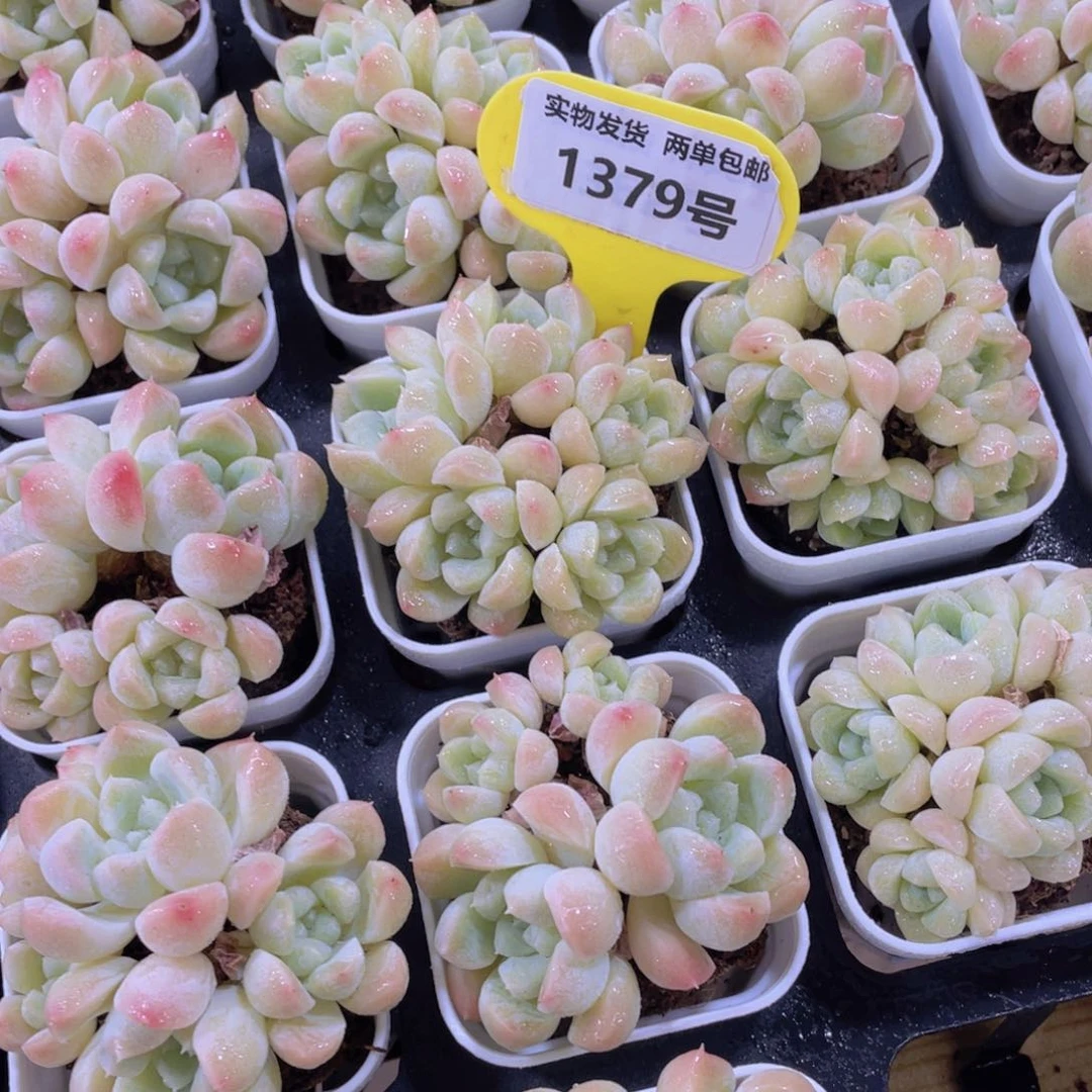 1379号 老桩多头奶油美人群一个