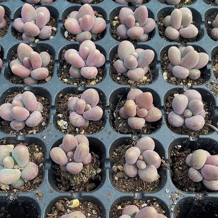 小蛋黄奶1元带土发货