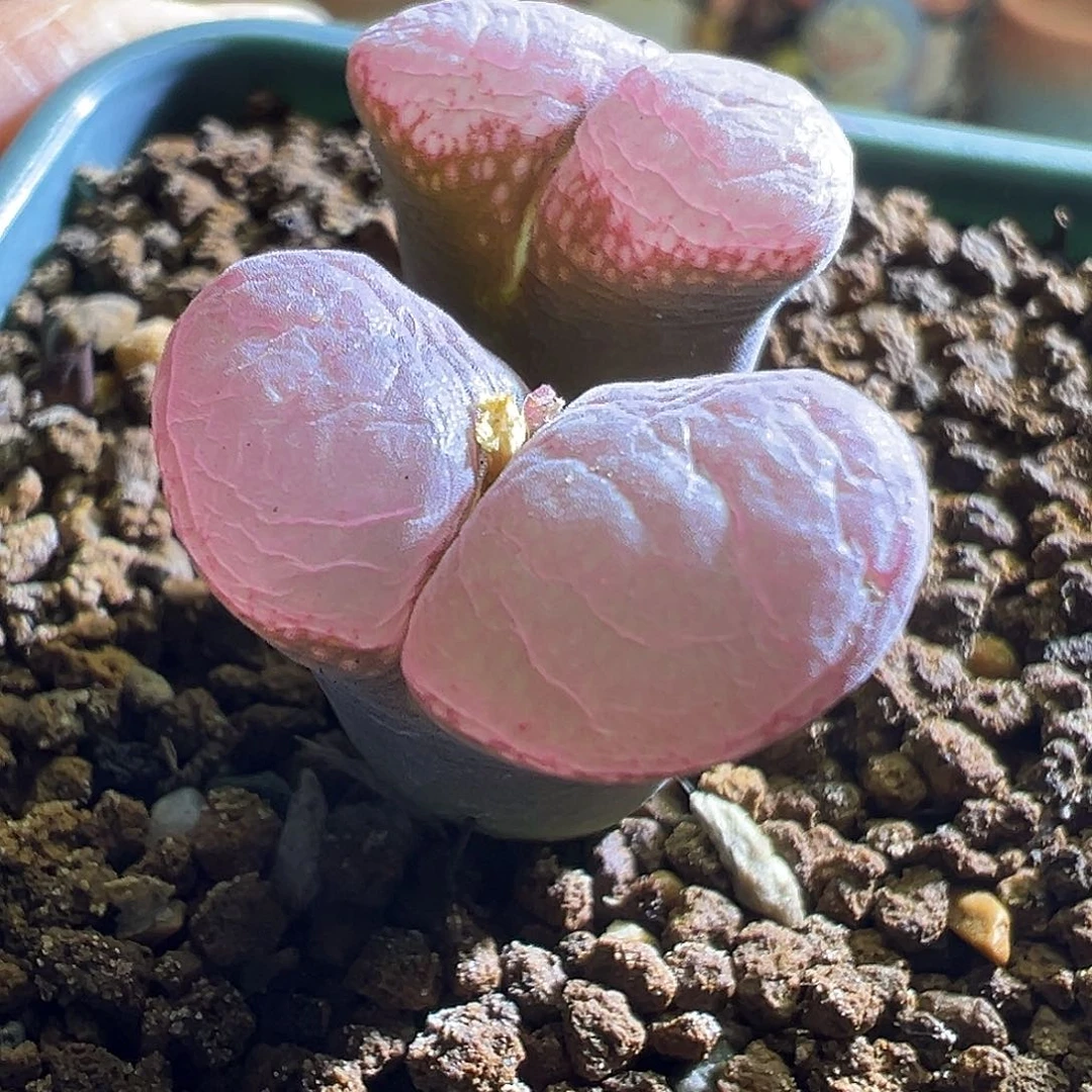 101#。     粉c杂。