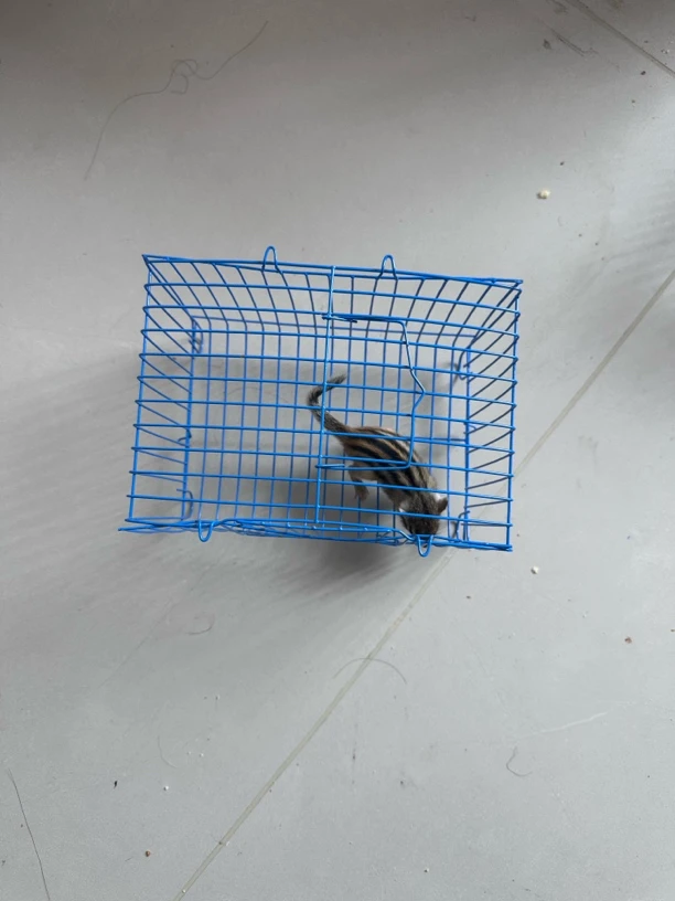 铁制宠物鸟笼运输笼适合鸟类仓鼠松鼠饲养