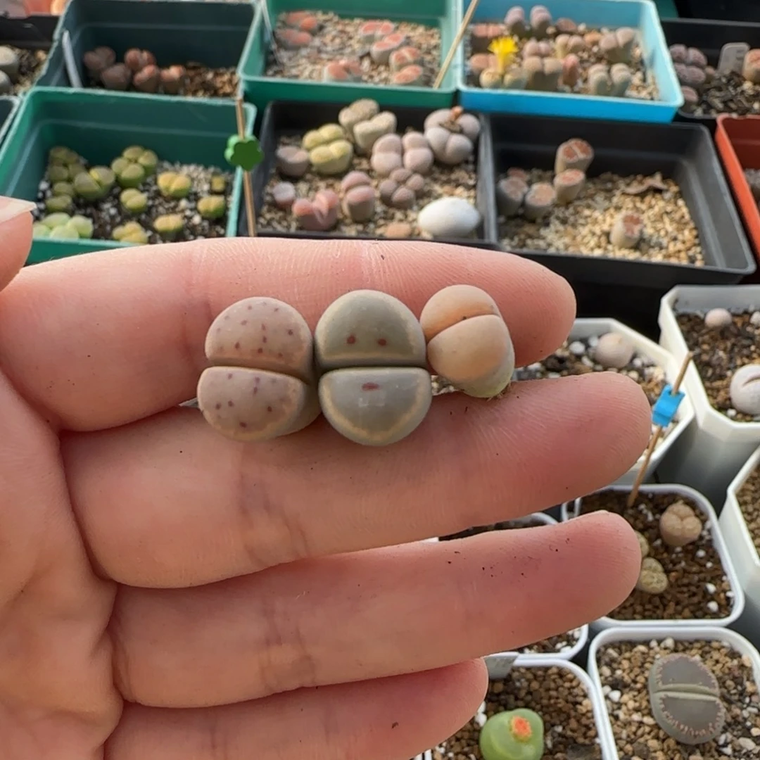 11.15。爱萌惜春福利生石花。8013