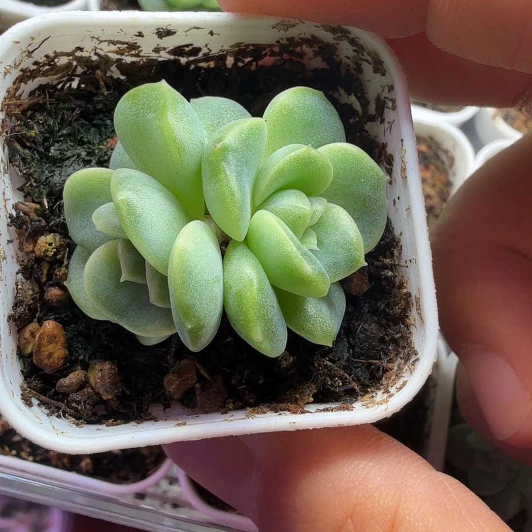 楼兰甜心双头一物一拍