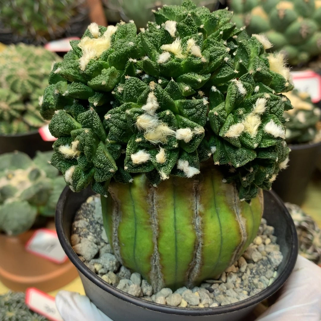 40号 苗接新顿岩牡丹群生9.5公分