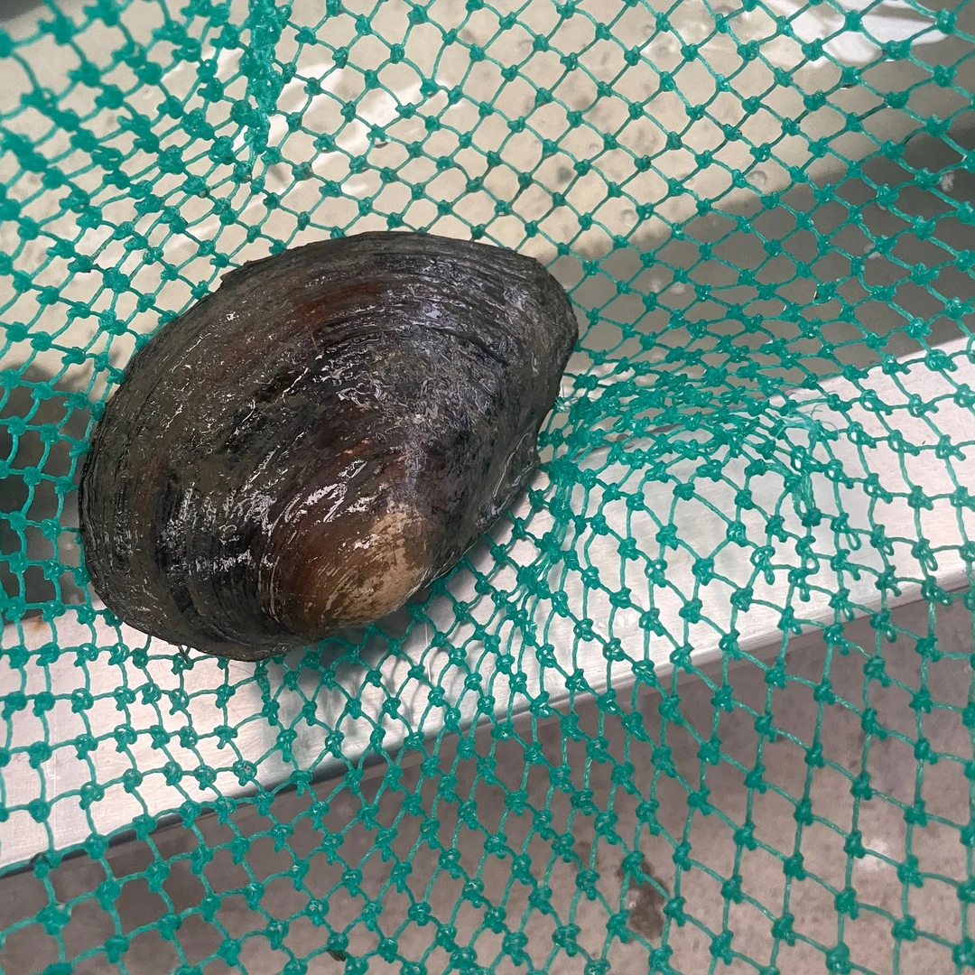 【当涂】农家大塘鲜活淡水菜蚌