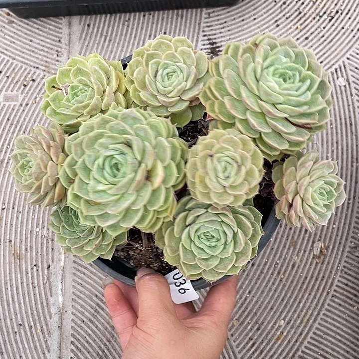 36。 昂斯洛。