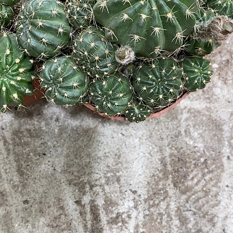 多色丽花，2689000