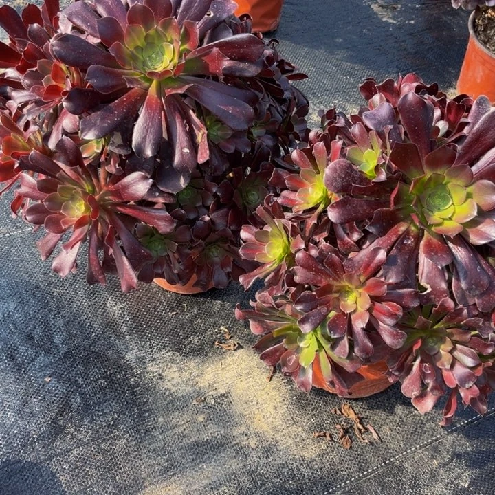 花纳多肉植物捧花的