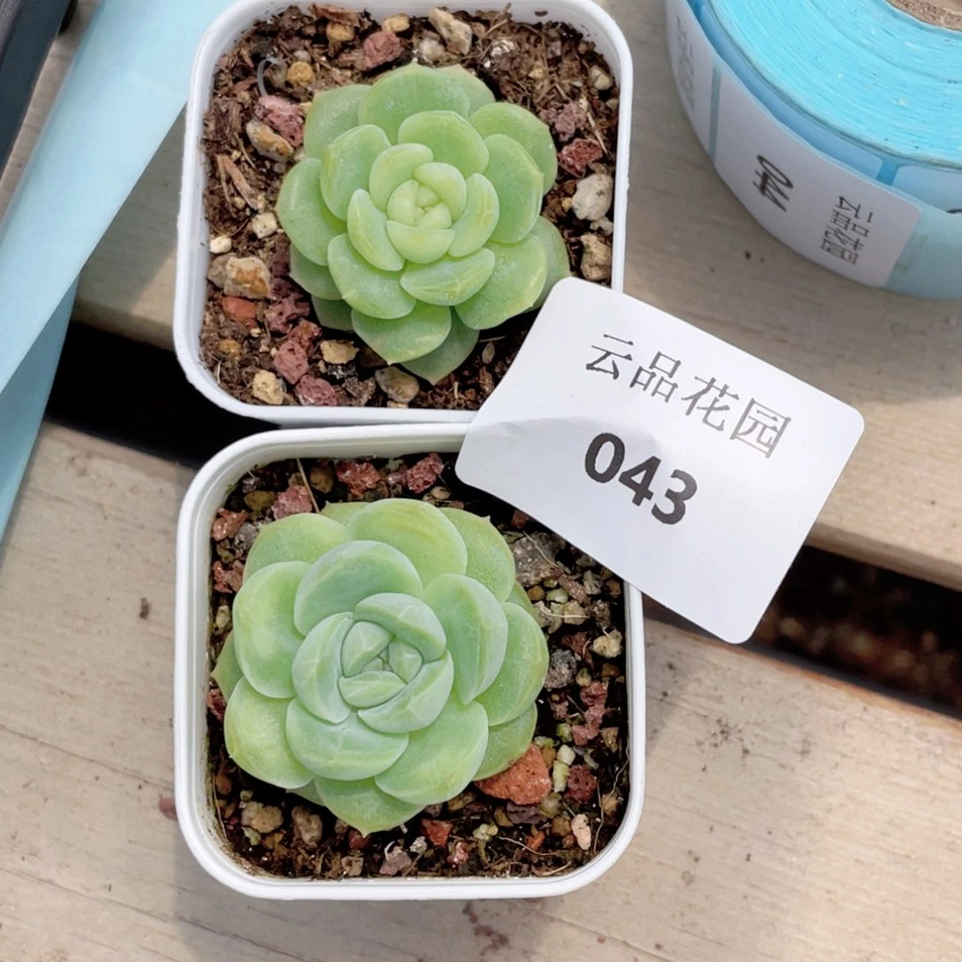 马***？043号糖心冰心珍妮2