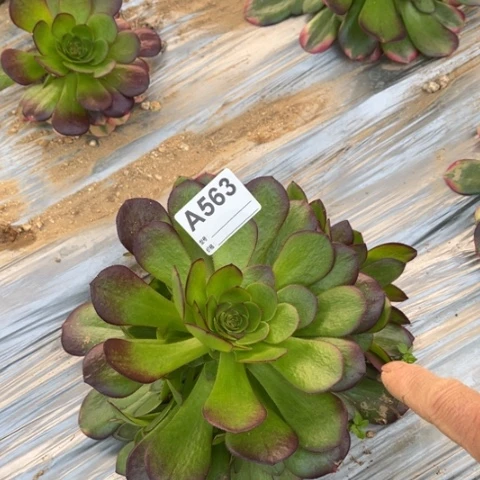 多肉植物雨荷捧花