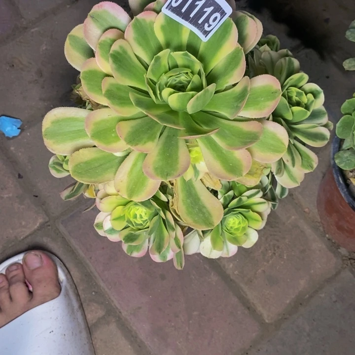 01119号新尼亚法师