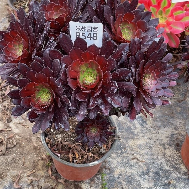 548多肉植物的生长