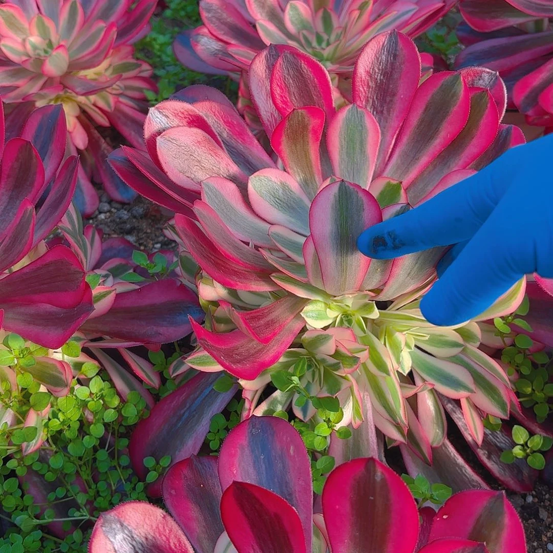 美杜莎手捧多肉植物