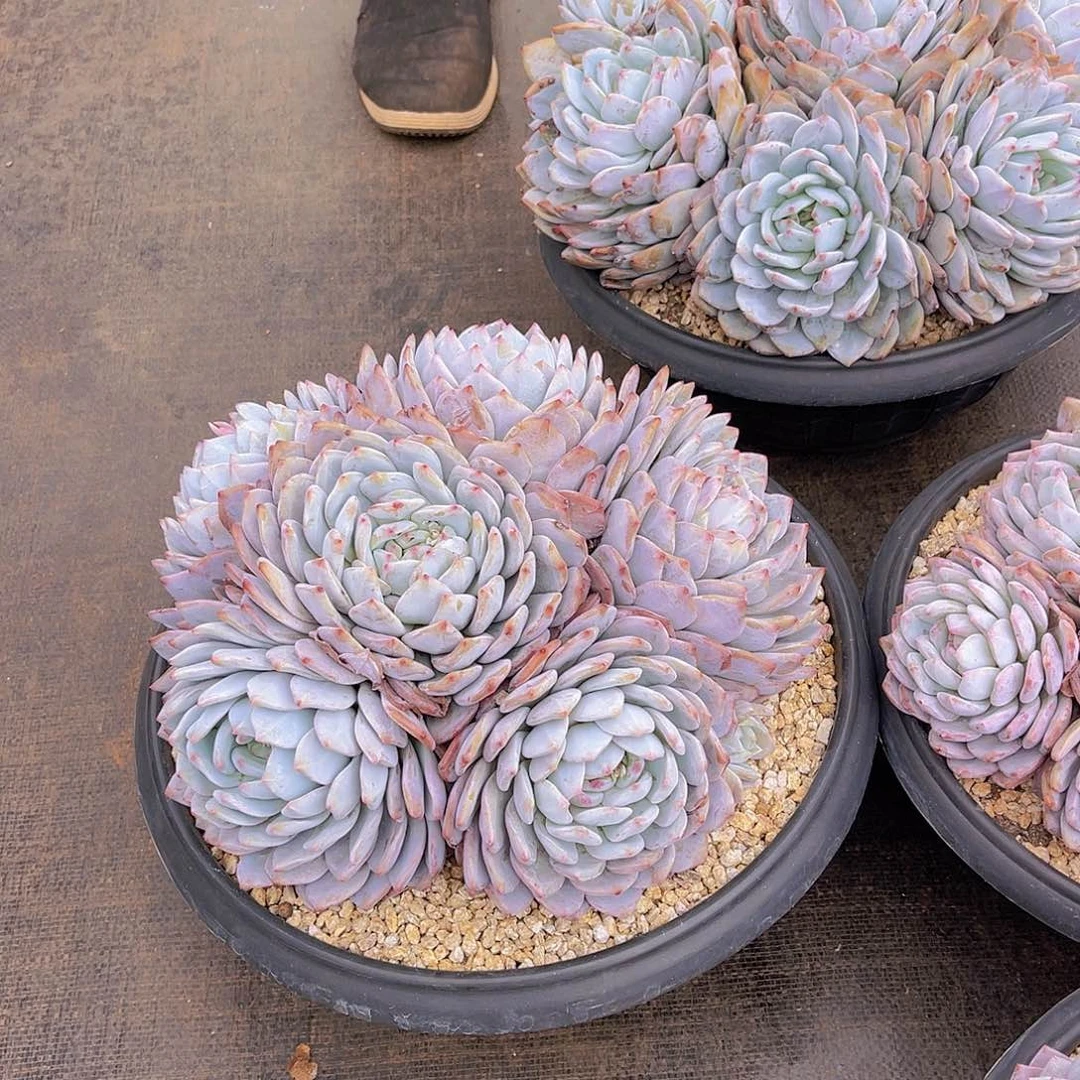 心**埃多肉橙子尘埃不带盆