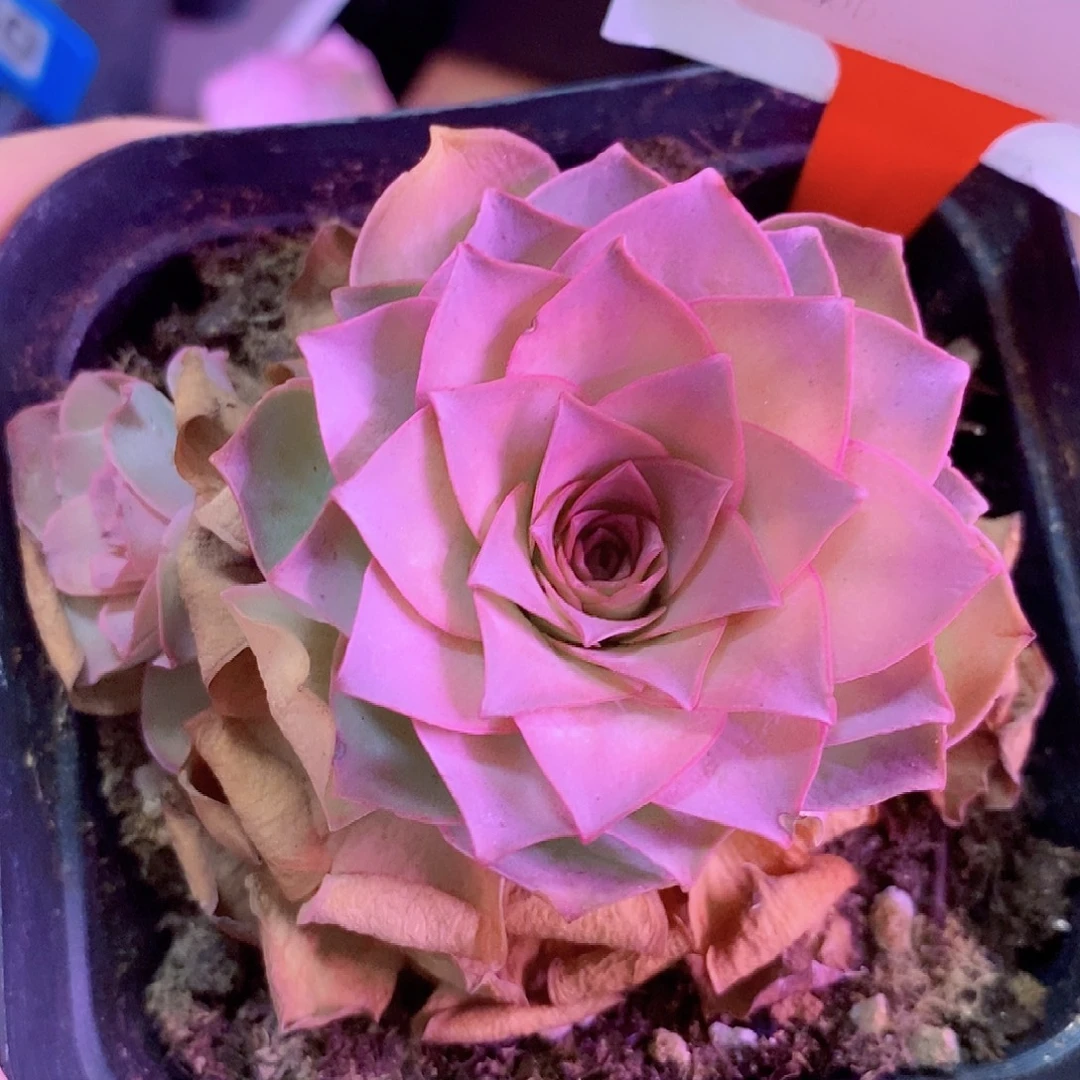 山地玫瑰一物一拍299