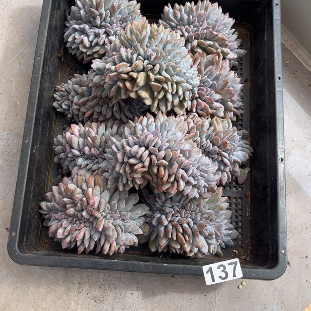 菠***派137号新疆西藏内蒙古不包邮的  有瑕疵  不退不换