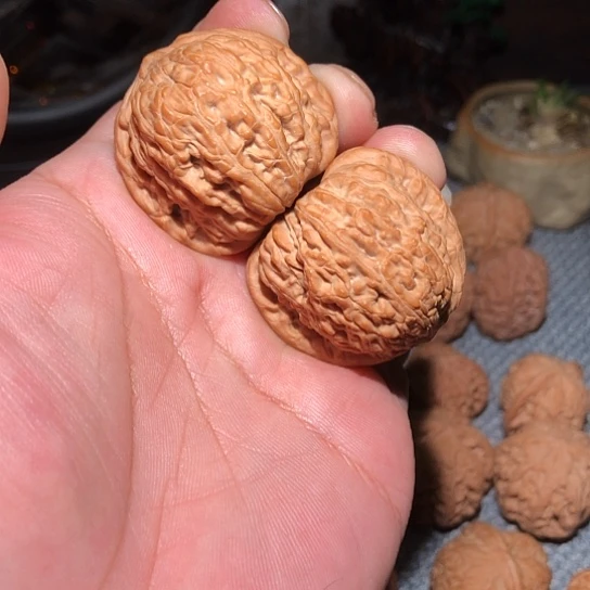 木41精品全品泥鳅背