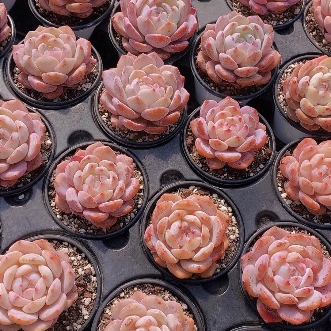 0226-草莓橙单头福利2颗 瑕疵慎拍