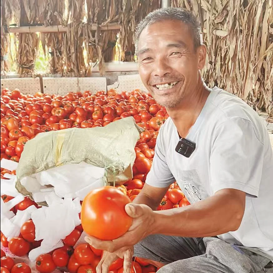 黑娃番茄沙瓤番茄自然成熟现摘现发小时候的味道