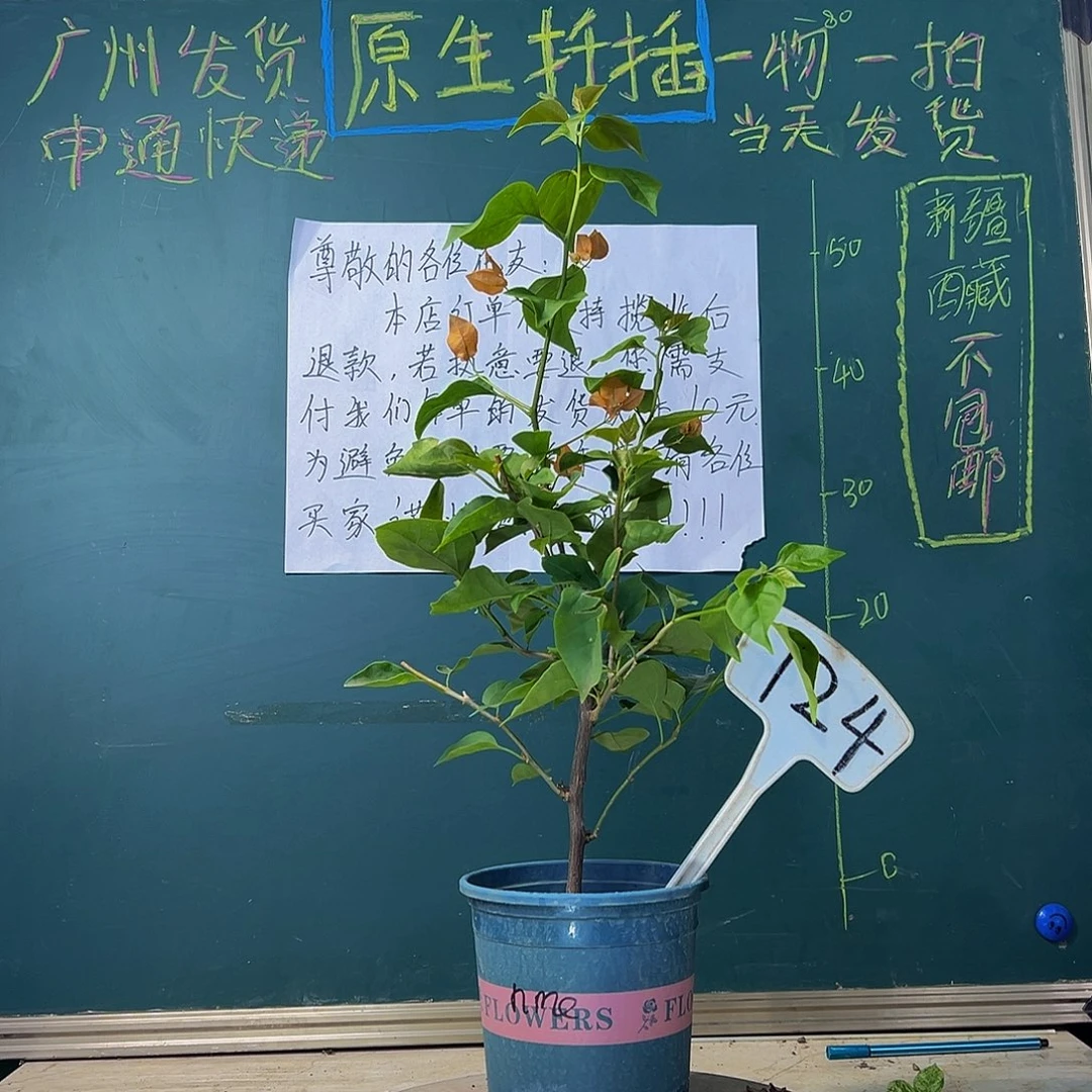 当前无花栽培后可以开花柠檬橙 124