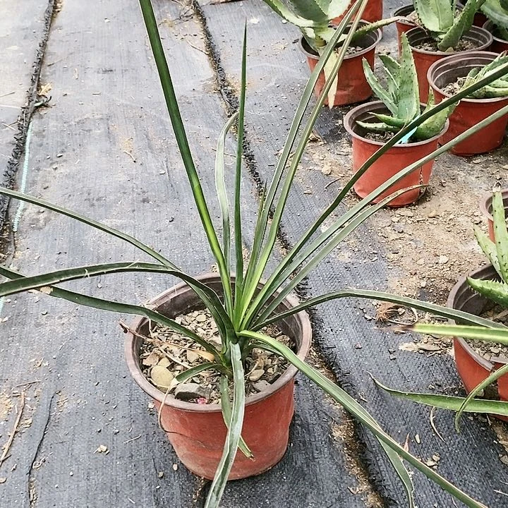 【闪购商品】无花朵周缘丝兰