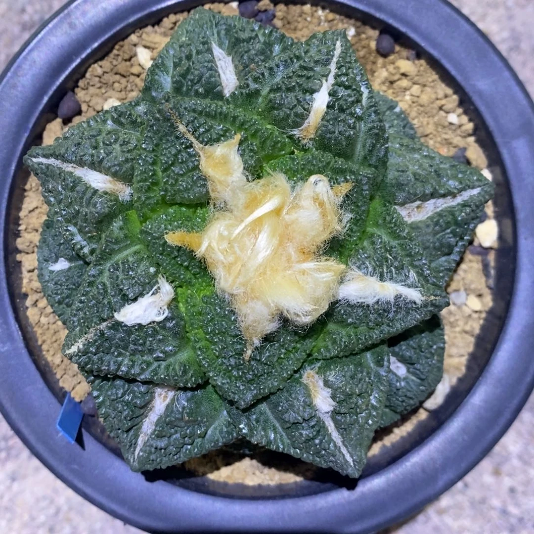 自根龟甲牡丹10cm