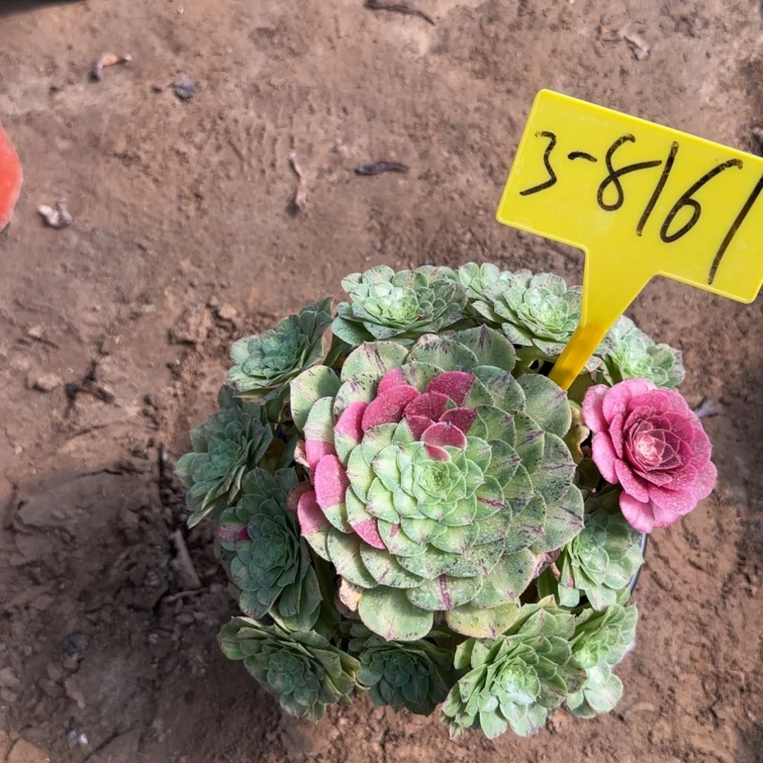 *****3-8161--知否。知否？知否