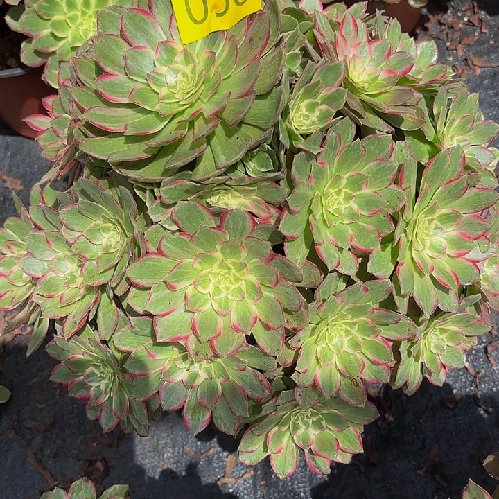 多肉植物福利058个