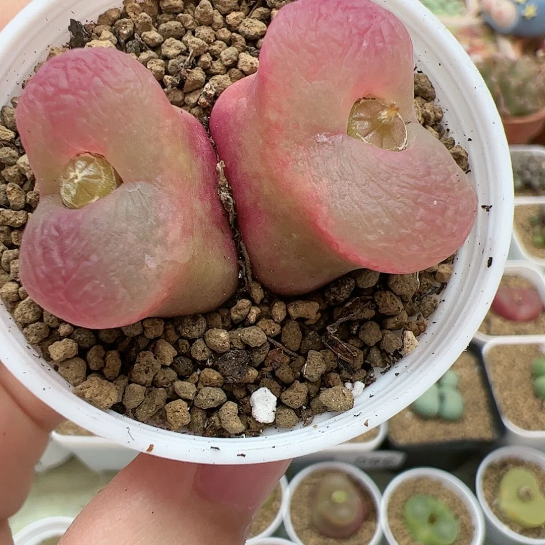 【闪购商品】7 双头