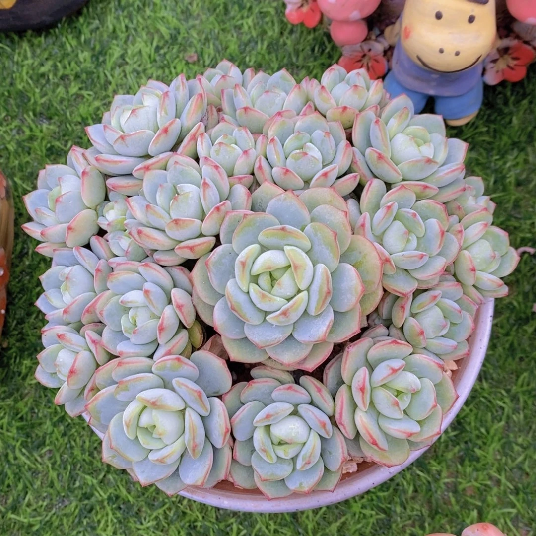 香草 一物一拍。