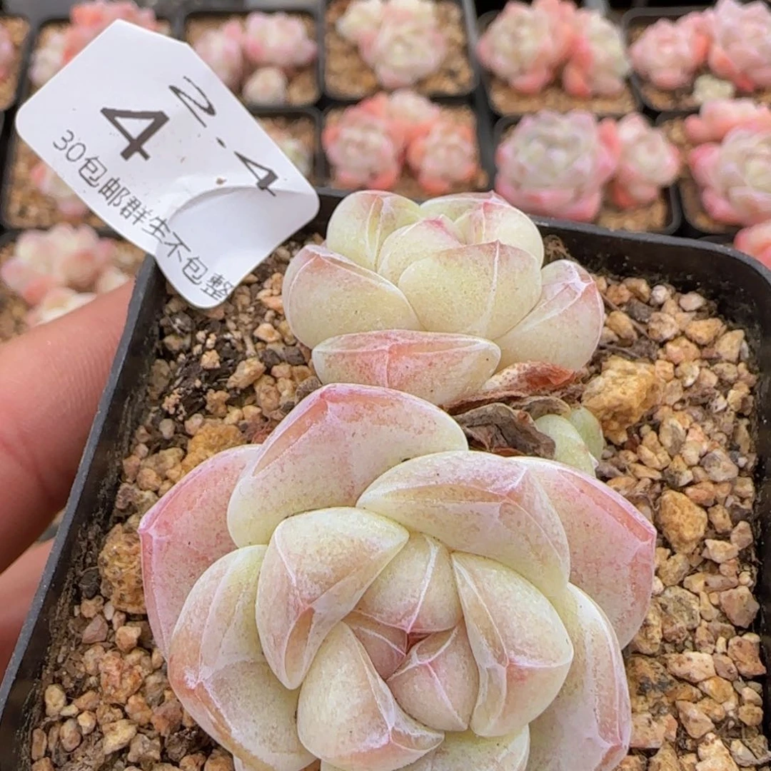 双头带崽圆脸冰玉一颗脱土