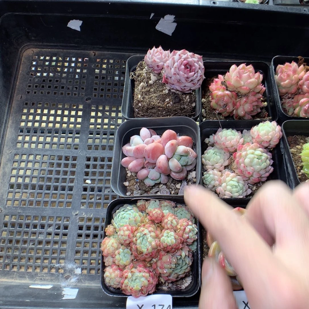 X174y y y y y y y y y