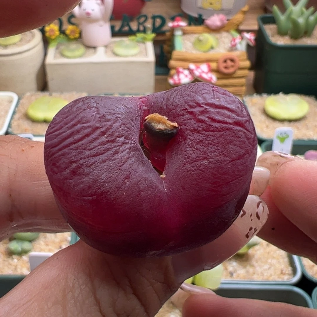 ?****5184。超毛奶奶。小干疤福利