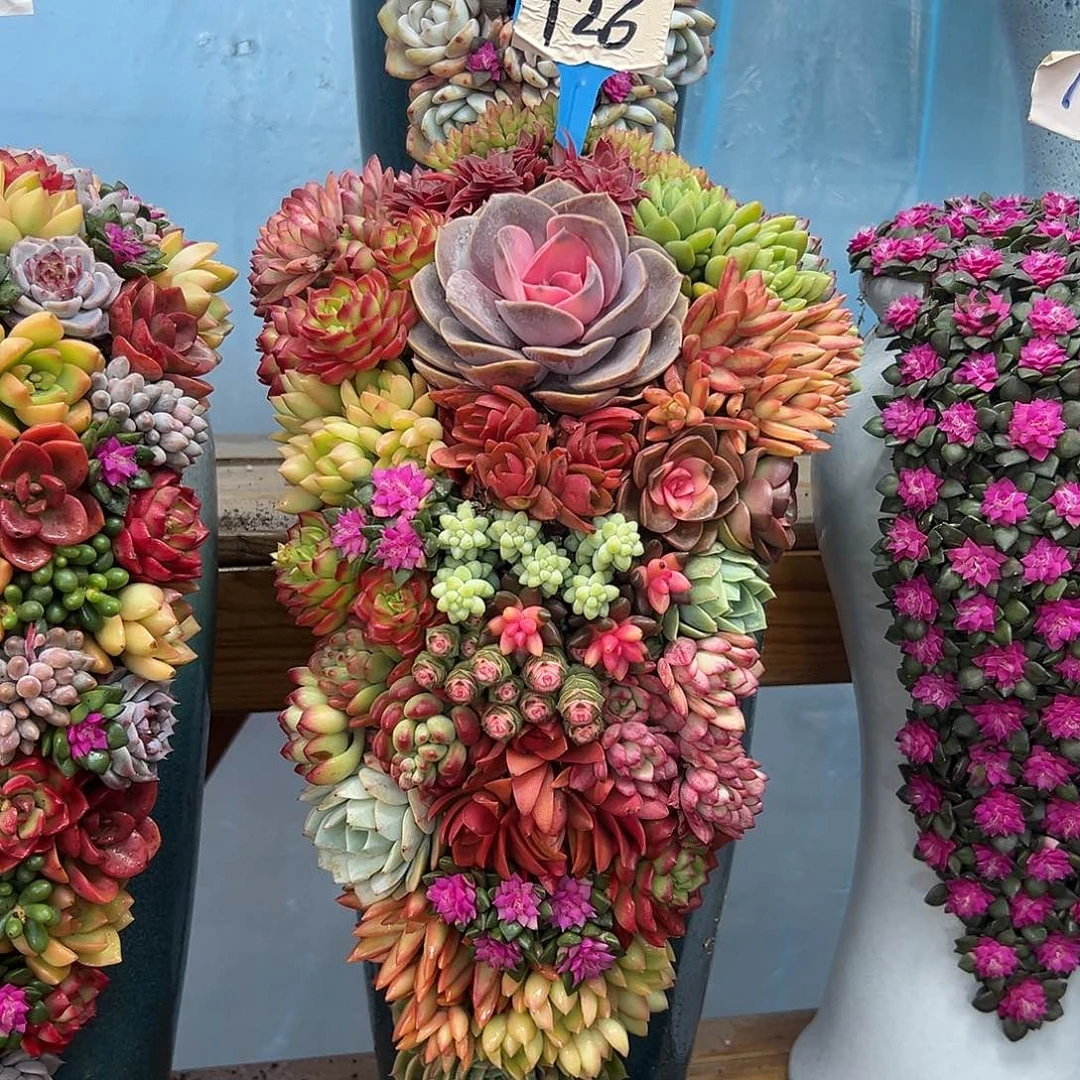 126繁华多肉组合花园