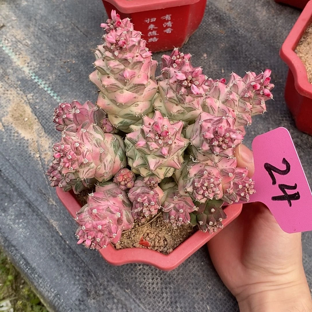 白将军阁锦一物一拍