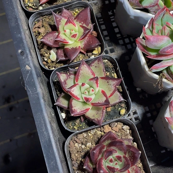 乌木2.8带盆土发货