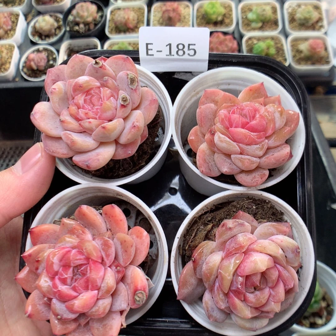 E185糖心y y y y y y y y y