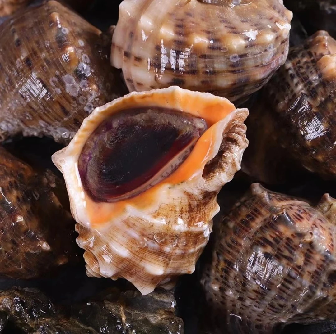 【鲜活海螺】 丹东-东港 黄海冷水 薄皮海螺带壳3斤  顺丰发货