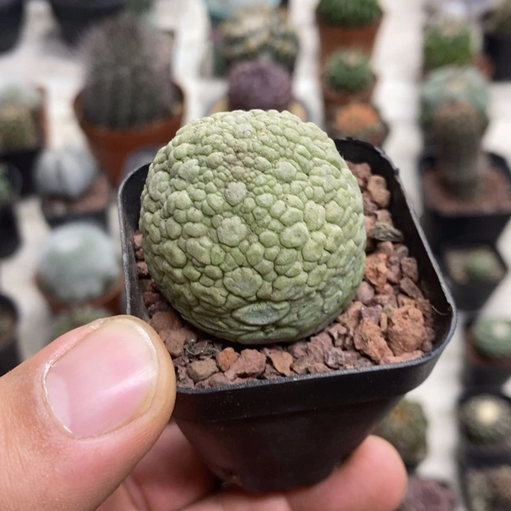 实生凝蹄玉特价福利