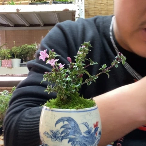 红陶一物一拍所见即所得5