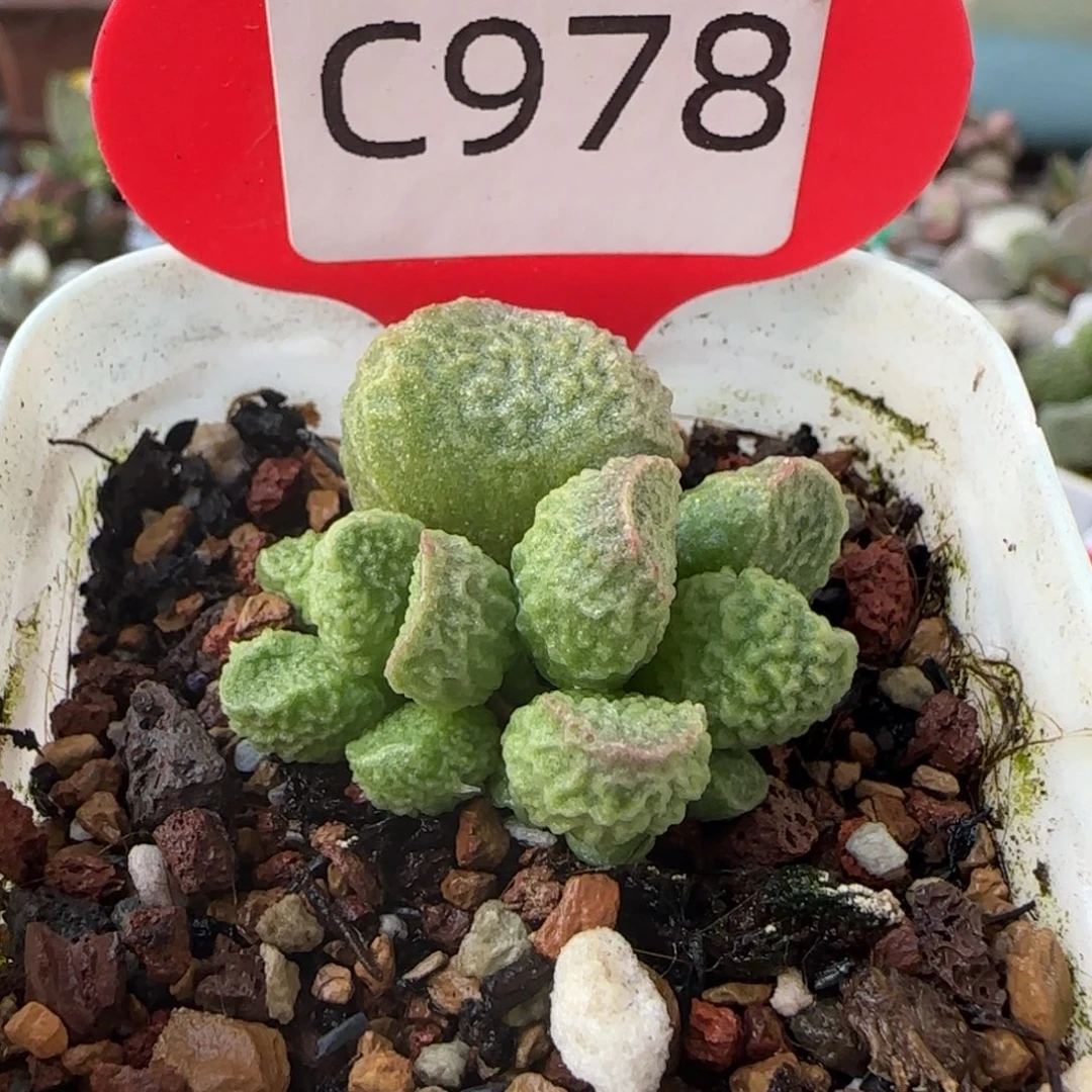阿离水泡多肉。 978。