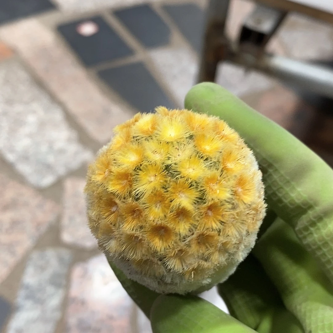 ?****?佛头嘉文丸仙人球